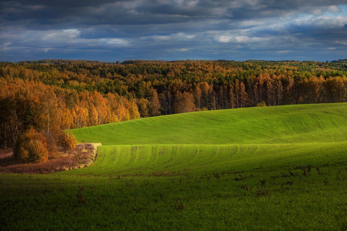 пейзаж, поле, небо, облака, лес, nature, landscape, Дмитрий Сдобин