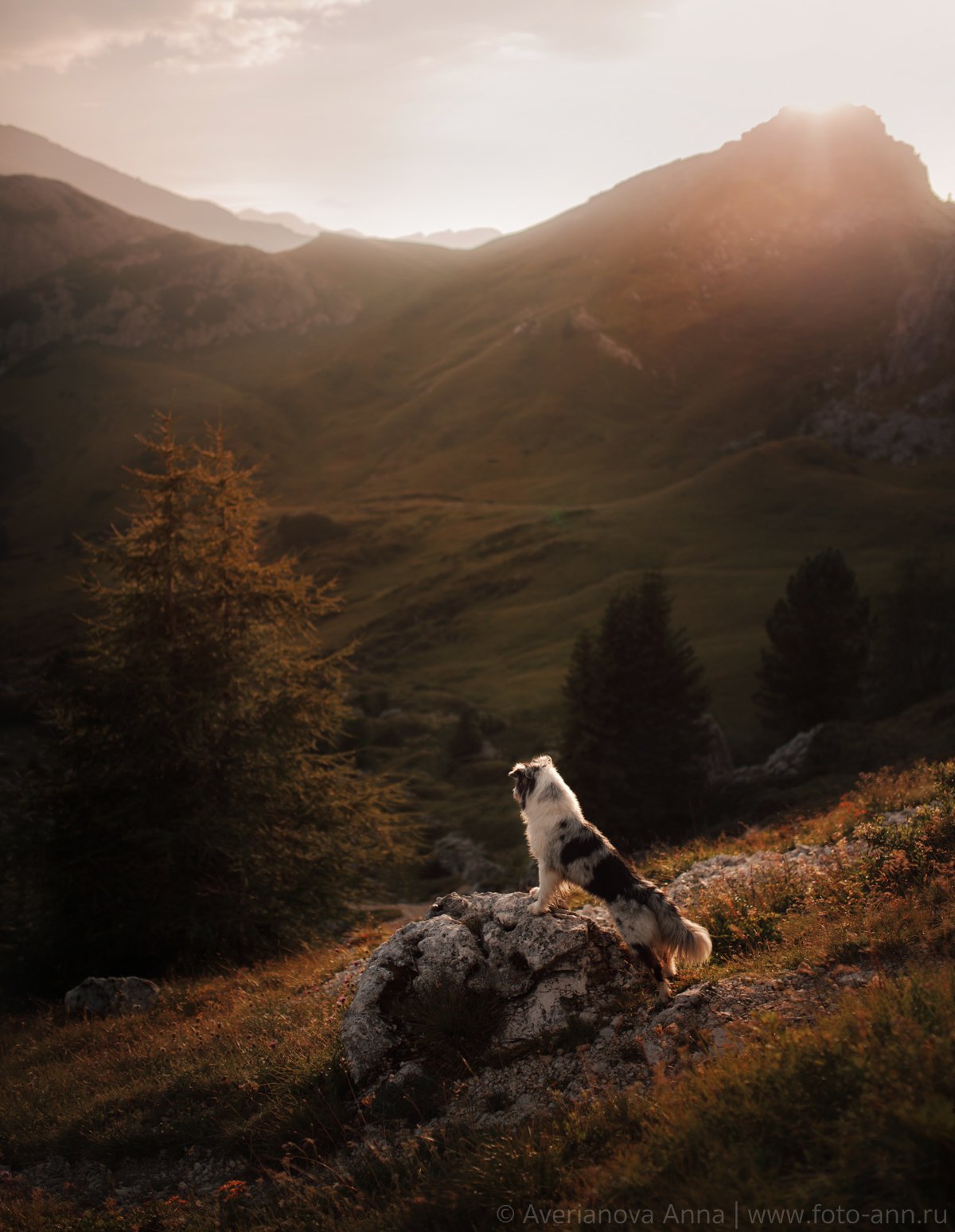 собака, горы, природа, закат, Анна Аверьянова