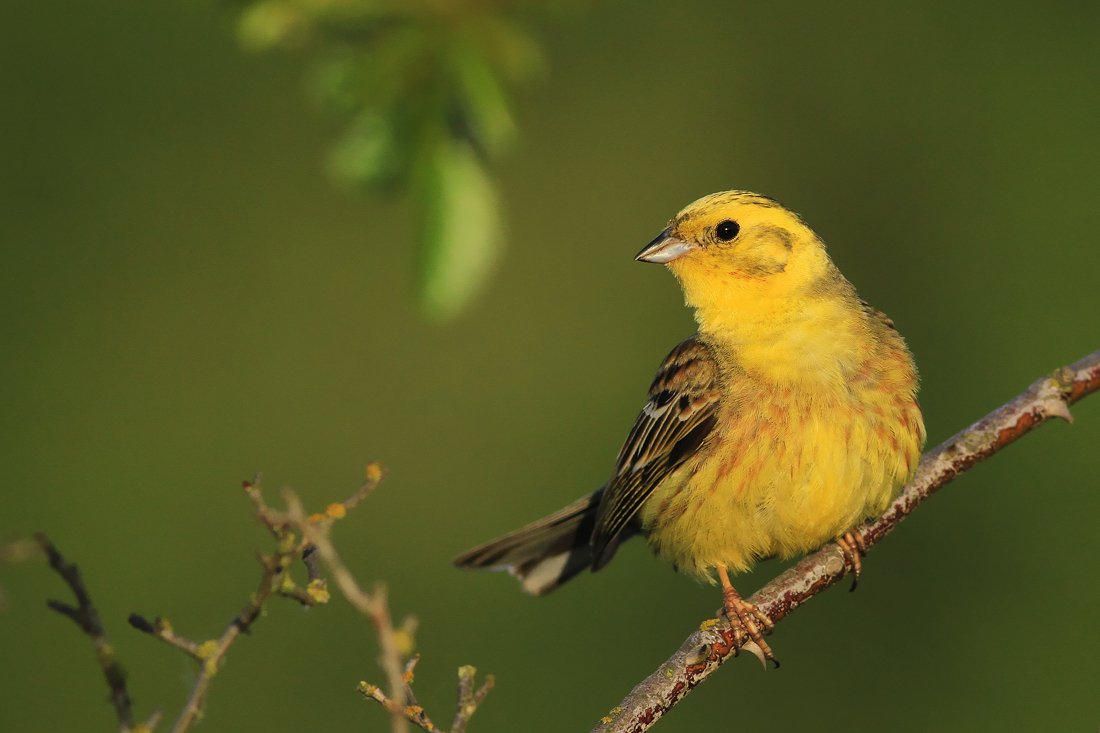 bird,yellow,green,spring,morning,birds,songbird,scene,forest,woods,beauty, Piotr Górny