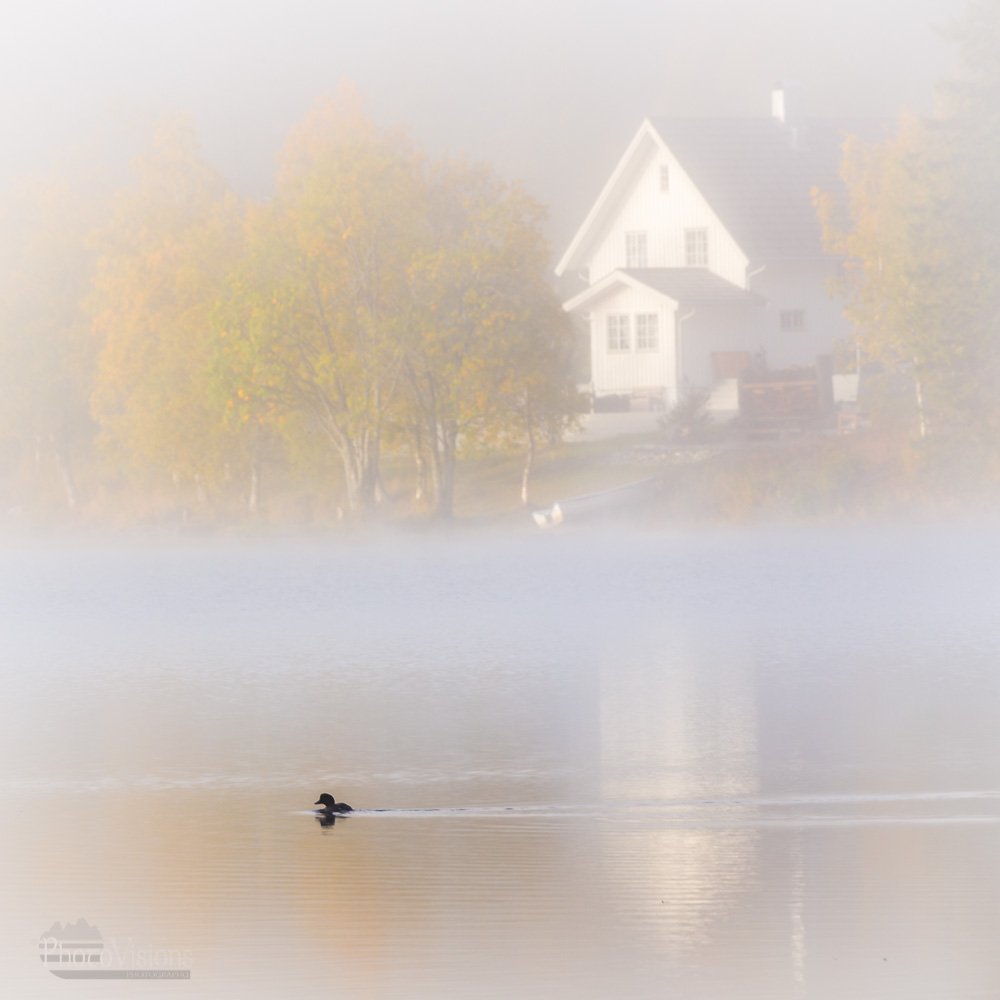 fog, foggy, autumn, autumnal, duck, white, morning, norway, norwegian, landscape, moody,, Adrian Szatewicz