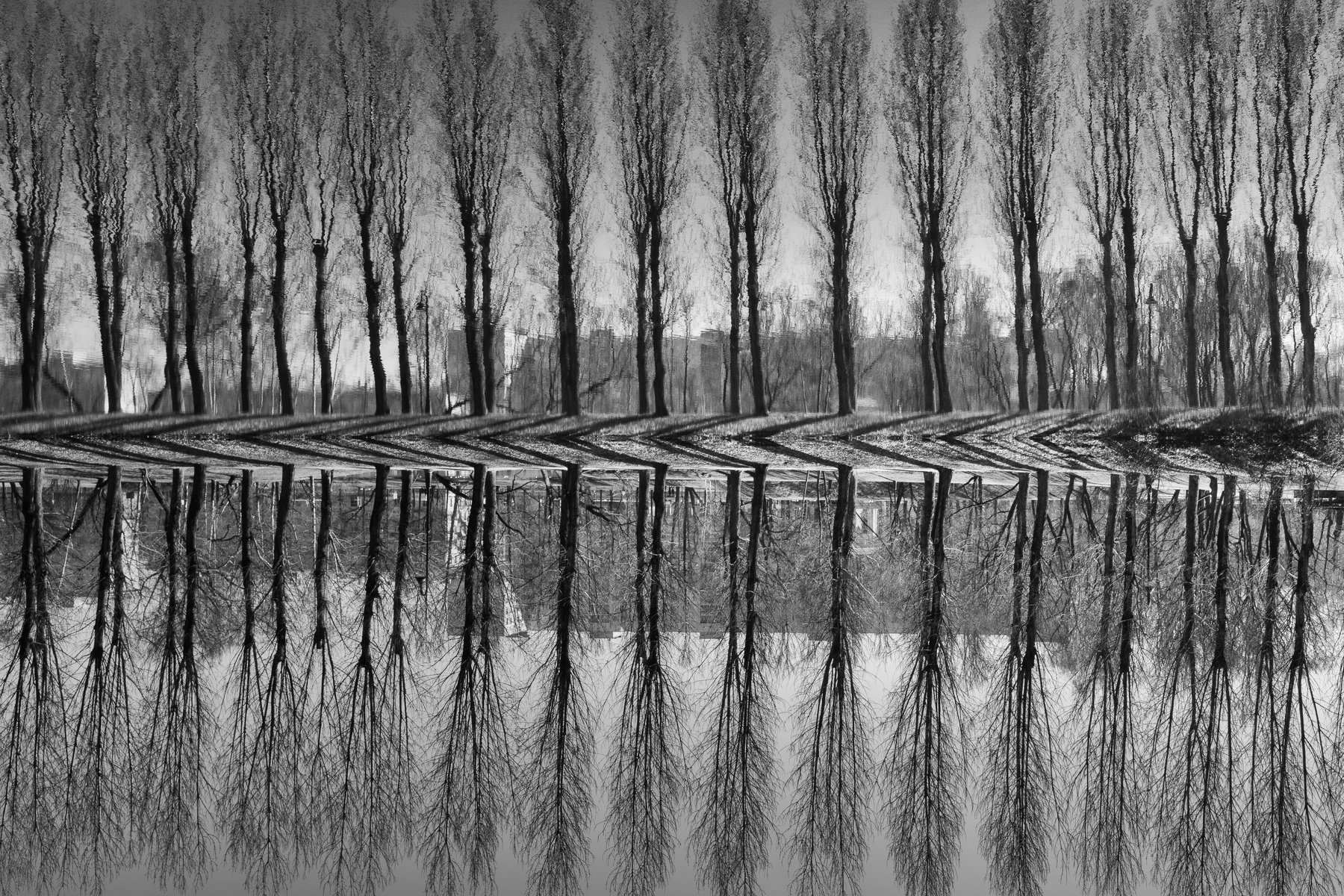 чб, чернобелое, деревья, пруд, озеро, абстракция, графика, Евгений Луцко