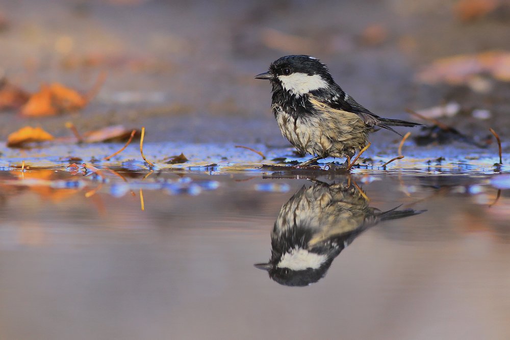 mirror,autumn,beauty,nature,wild,bird,wildlife,forest,birds,puddle,scenery,water, Piotr Górny