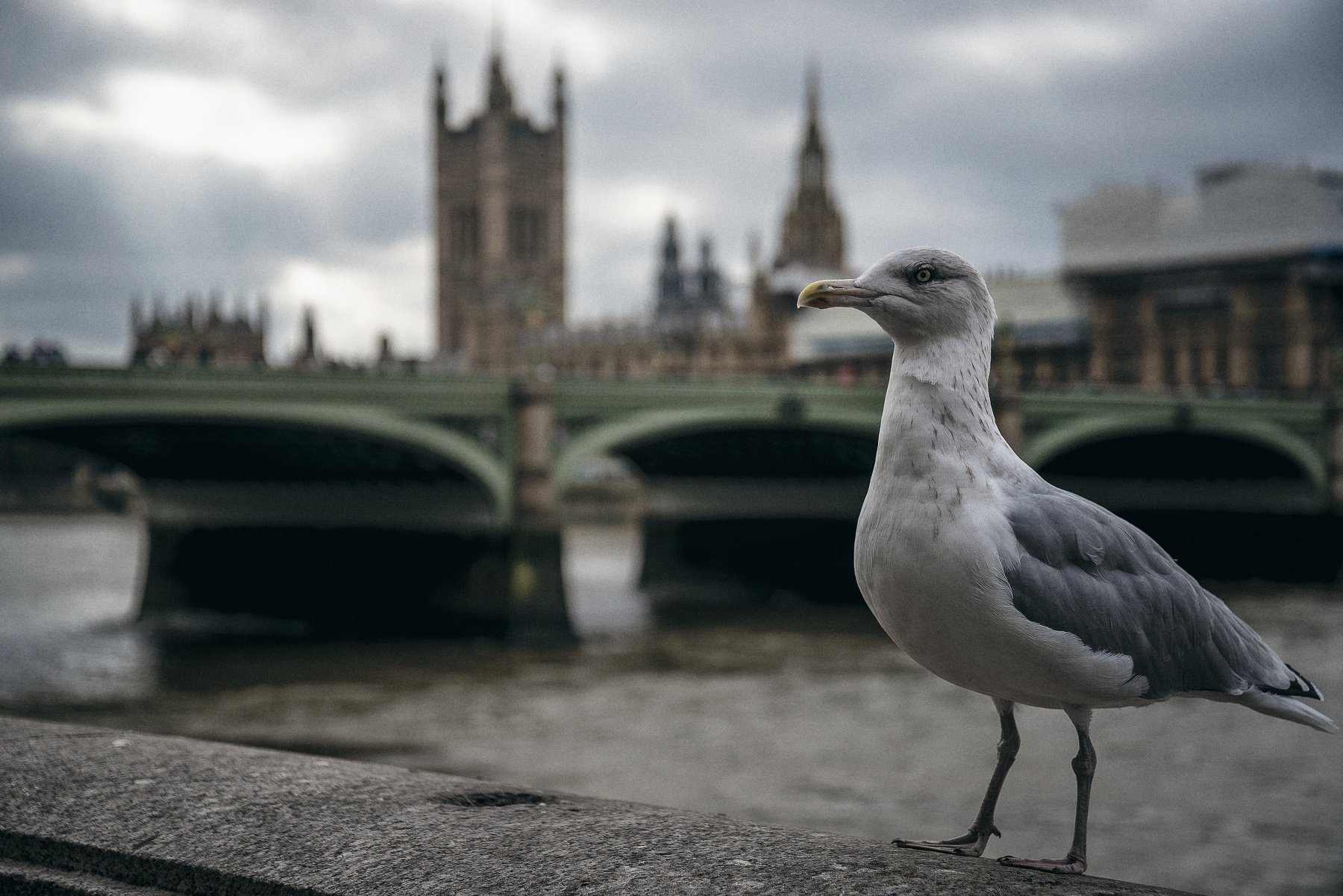 лондон, великобритания, мост, чайка, птица, Алексей Ермаков