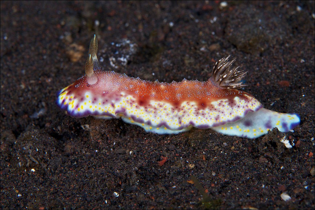 nudibranch, underwater, bali, Anton Akhmatov