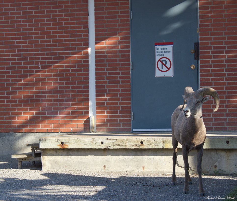 mountain sheep,parking ,town,animal, Michael Latman