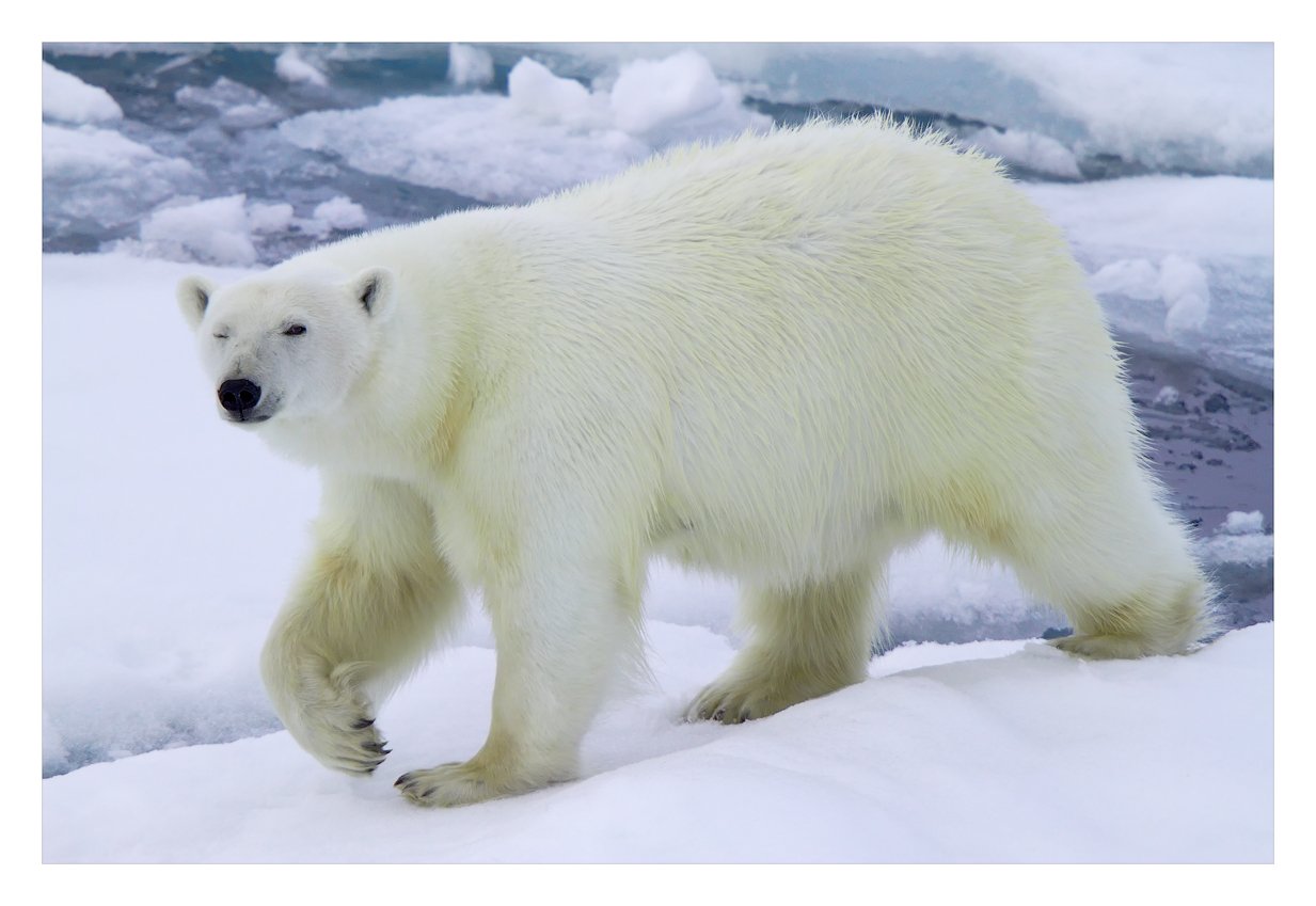 белая медведица, земля франца иосифа, арктика, Vadim Balakin