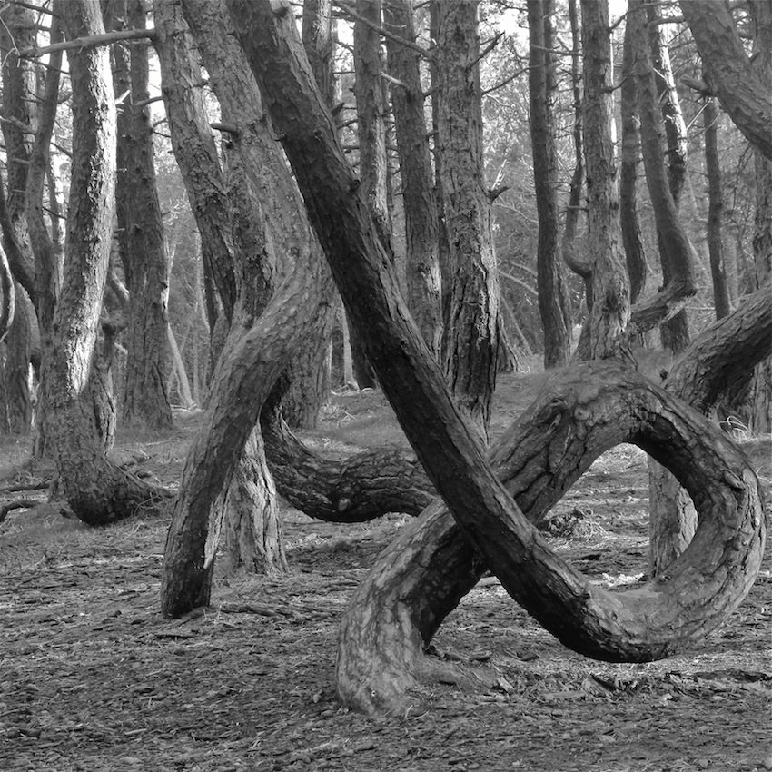 танцующий лес, деревья, аномалии,пластика, Ирина Назарова