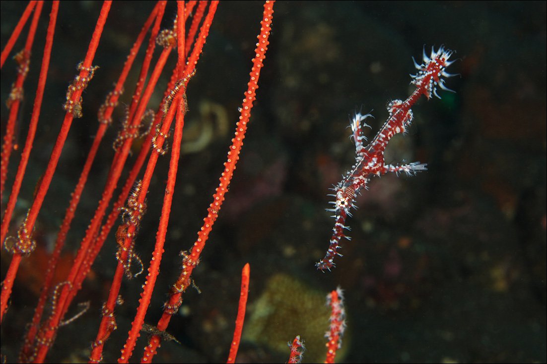 ghost, pipefish, underwater, bali, indonesia, red, Anton Akhmatov