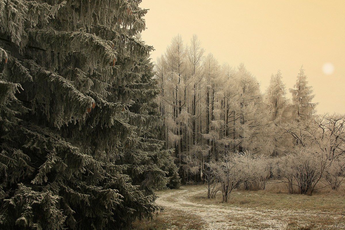 зима,природа,пейзаж, Михаил  Пилипенко