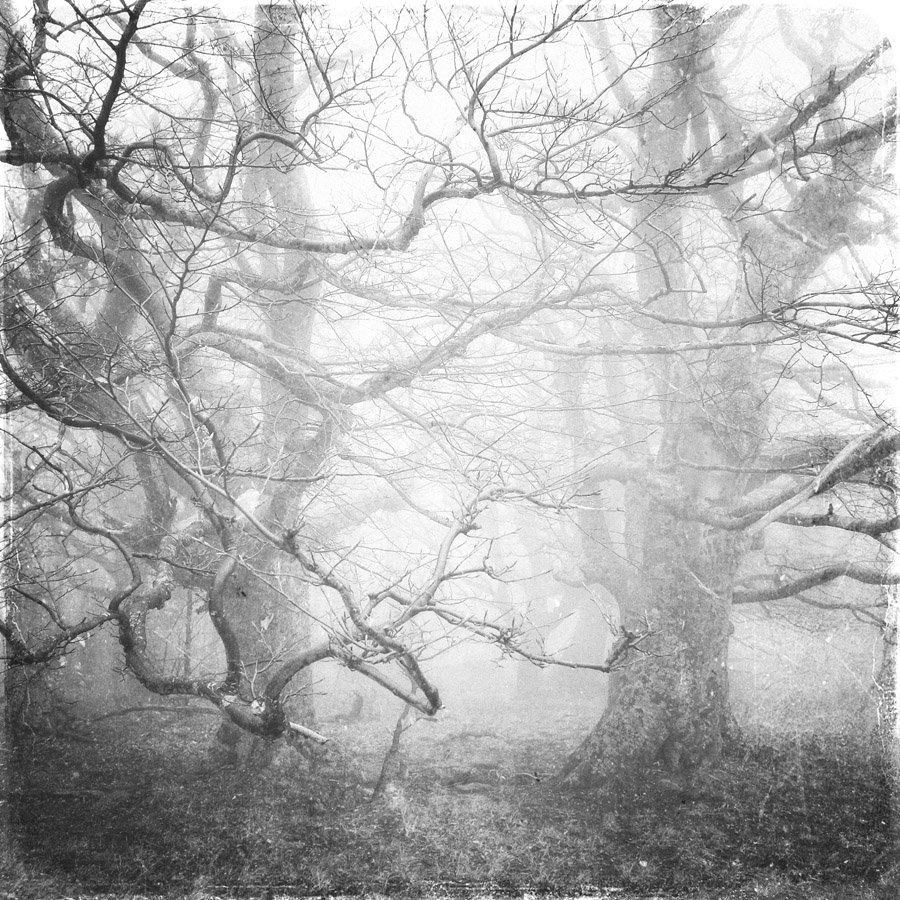 пейзаж, туман, деревья, Ivan Dzyuba