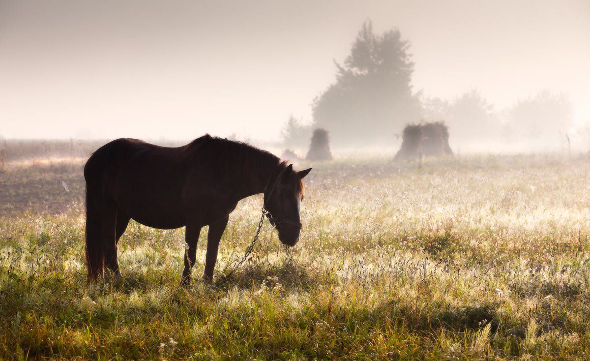 туман , лошадь , осень, oleksandr