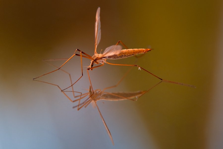 insect, mosquito, reflection, Zdravko