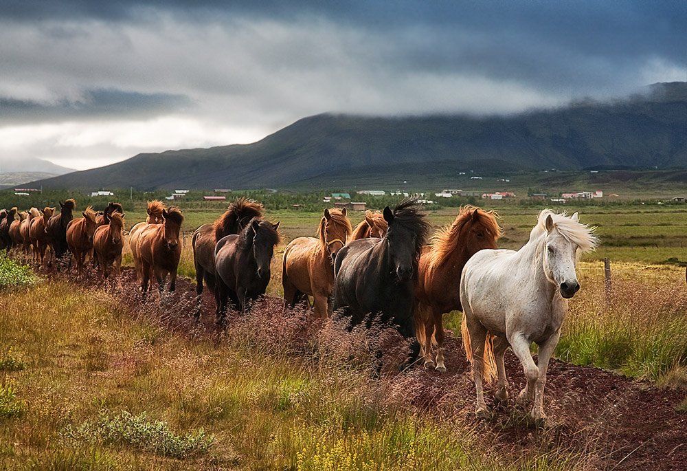 исландия, лошади, Пономарева Ирина