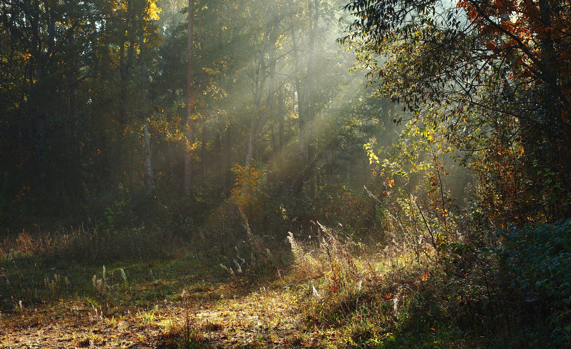полдень, лес, солнечные лучи, туман, осень, золотая осень, Алексей Черепанов