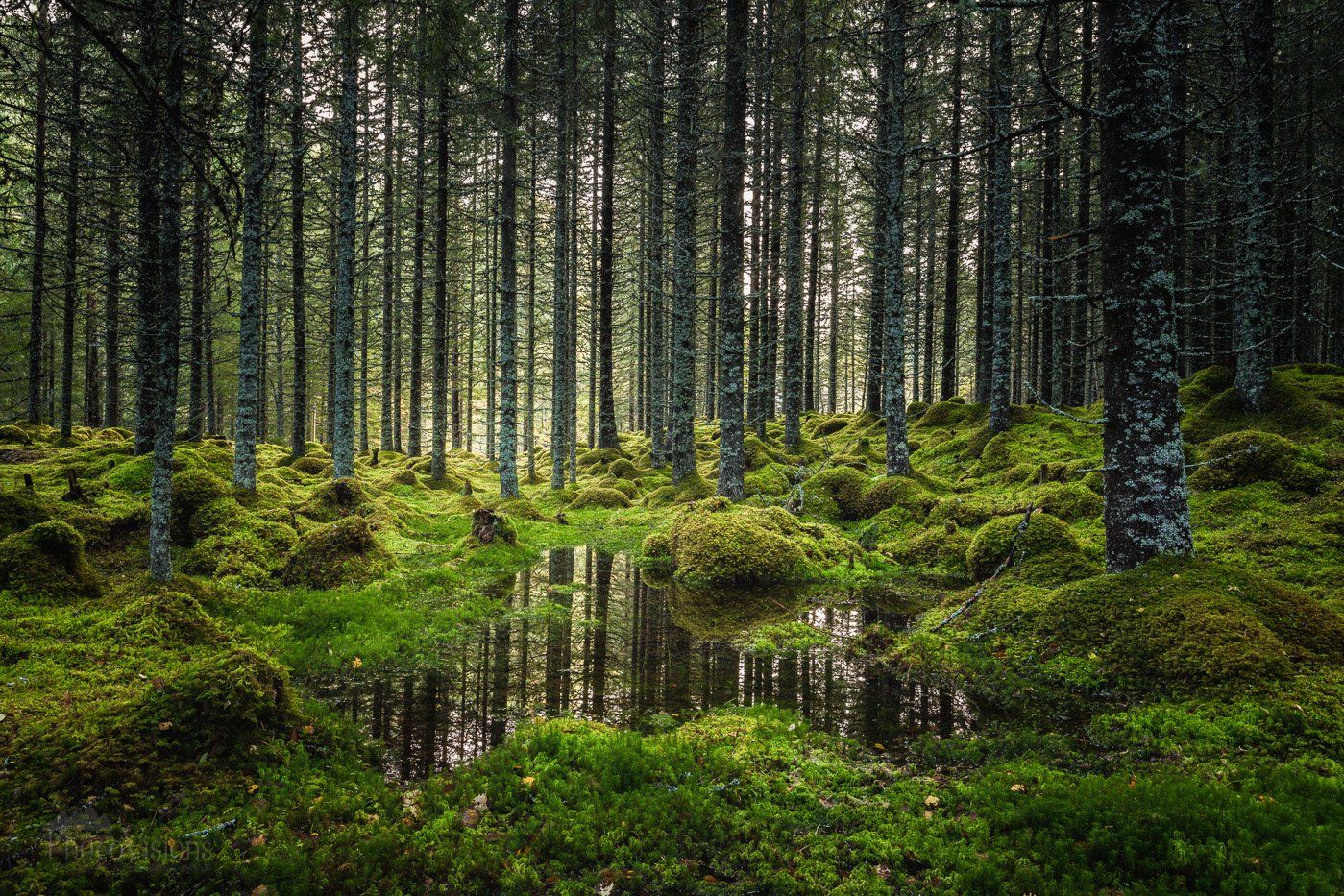 forest, trees, green, landscape, moss, mossy, reflections, woods, woodland,, Adrian Szatewicz