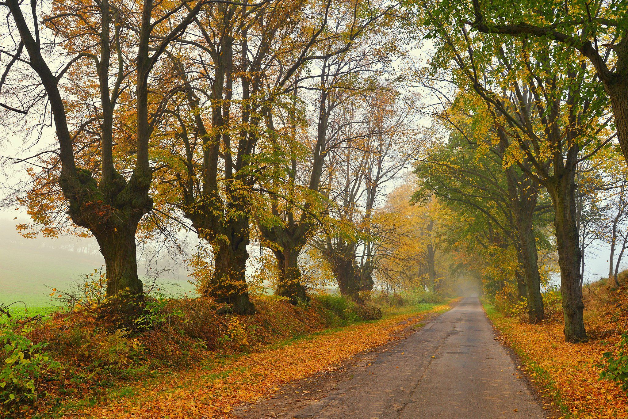 autumn road jesien leavs trees tree path mist fall dranikowski poland droga, Radoslaw Dranikowski