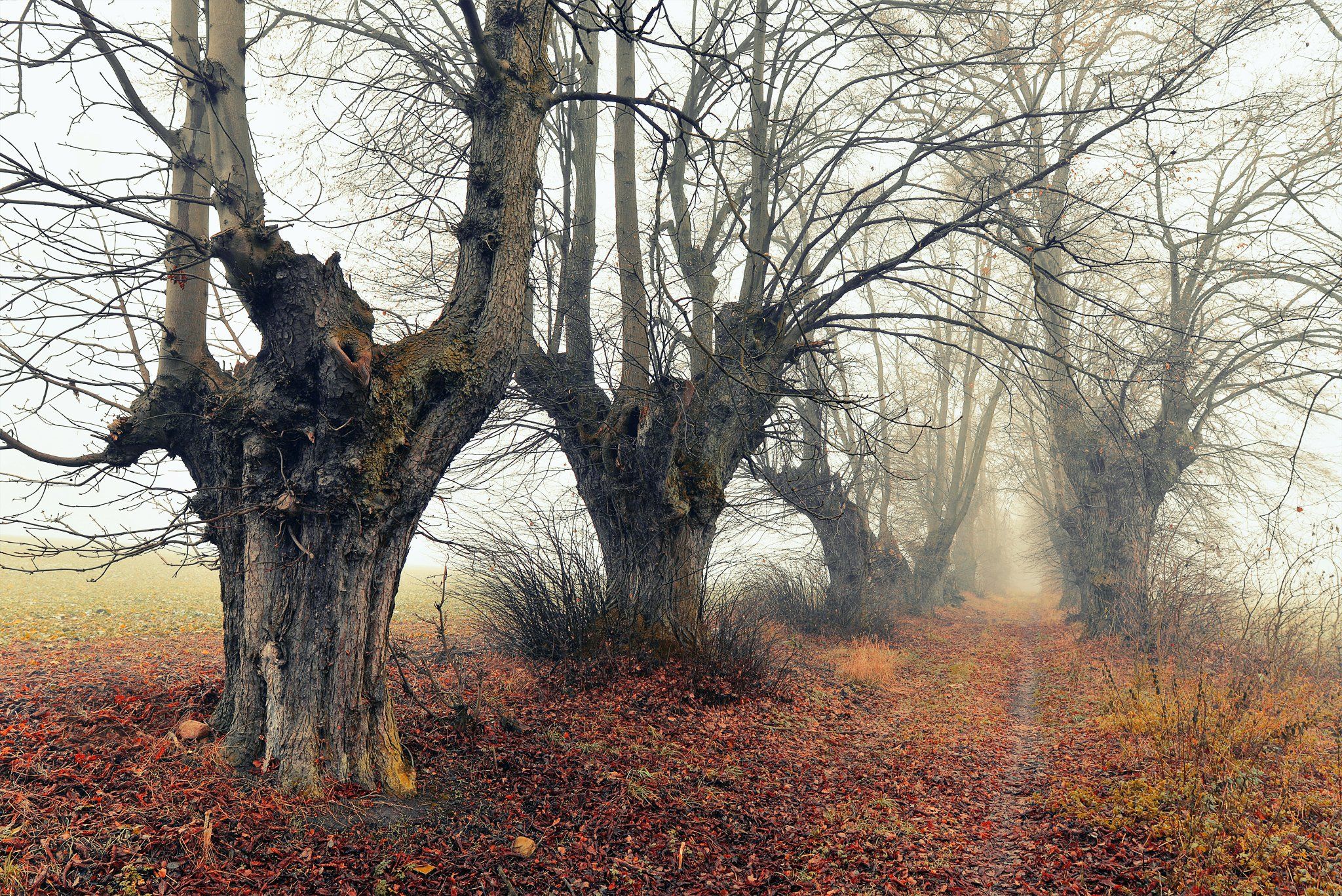 старые деревья old trees drzewa magic mist tree path alley autumn fall dranikowski 20mm, Radoslaw Dranikowski