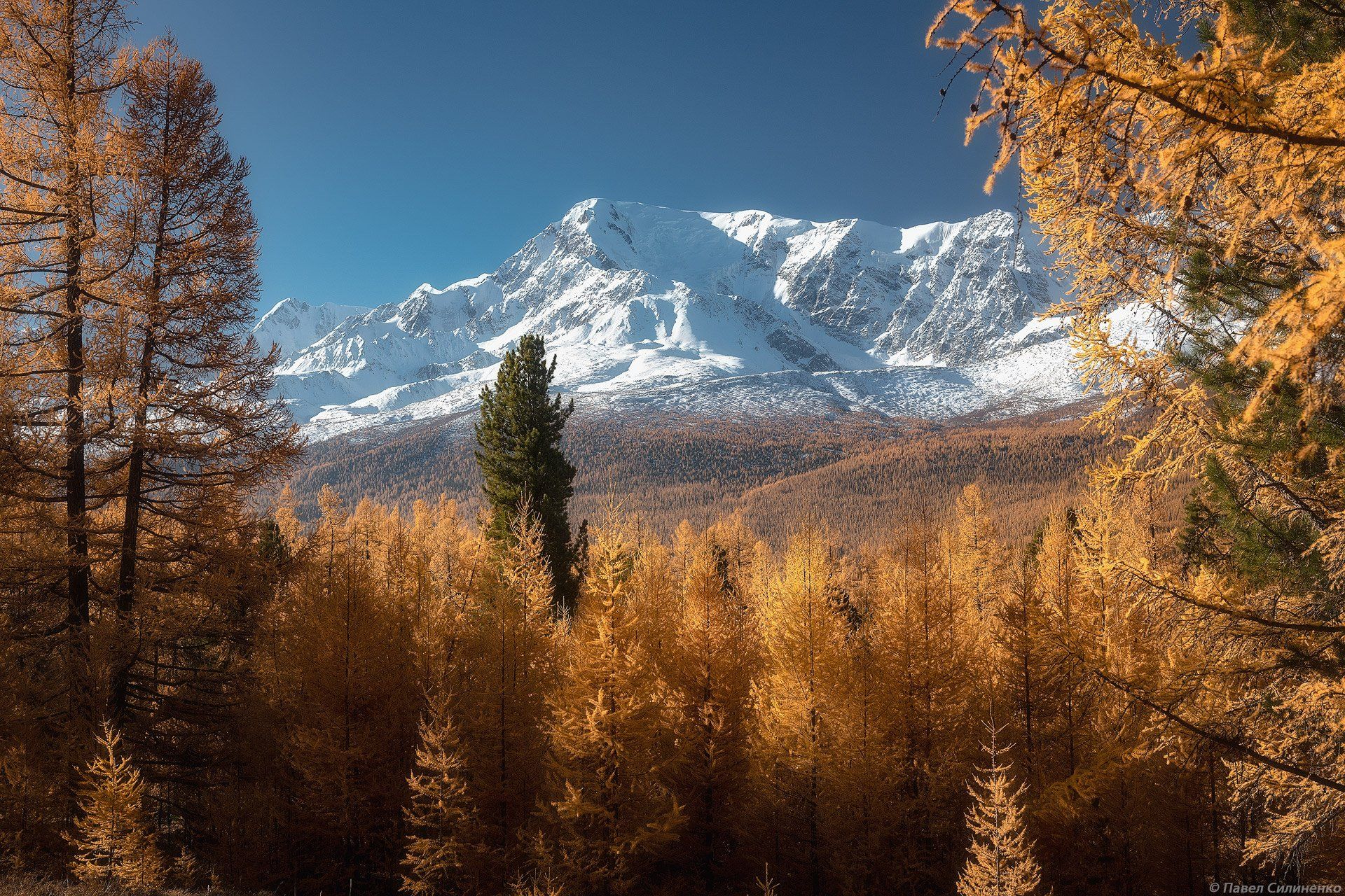 пейзаж, осень, лес, свет, солнце, желтый, алтай, горы, Павел Силиненко