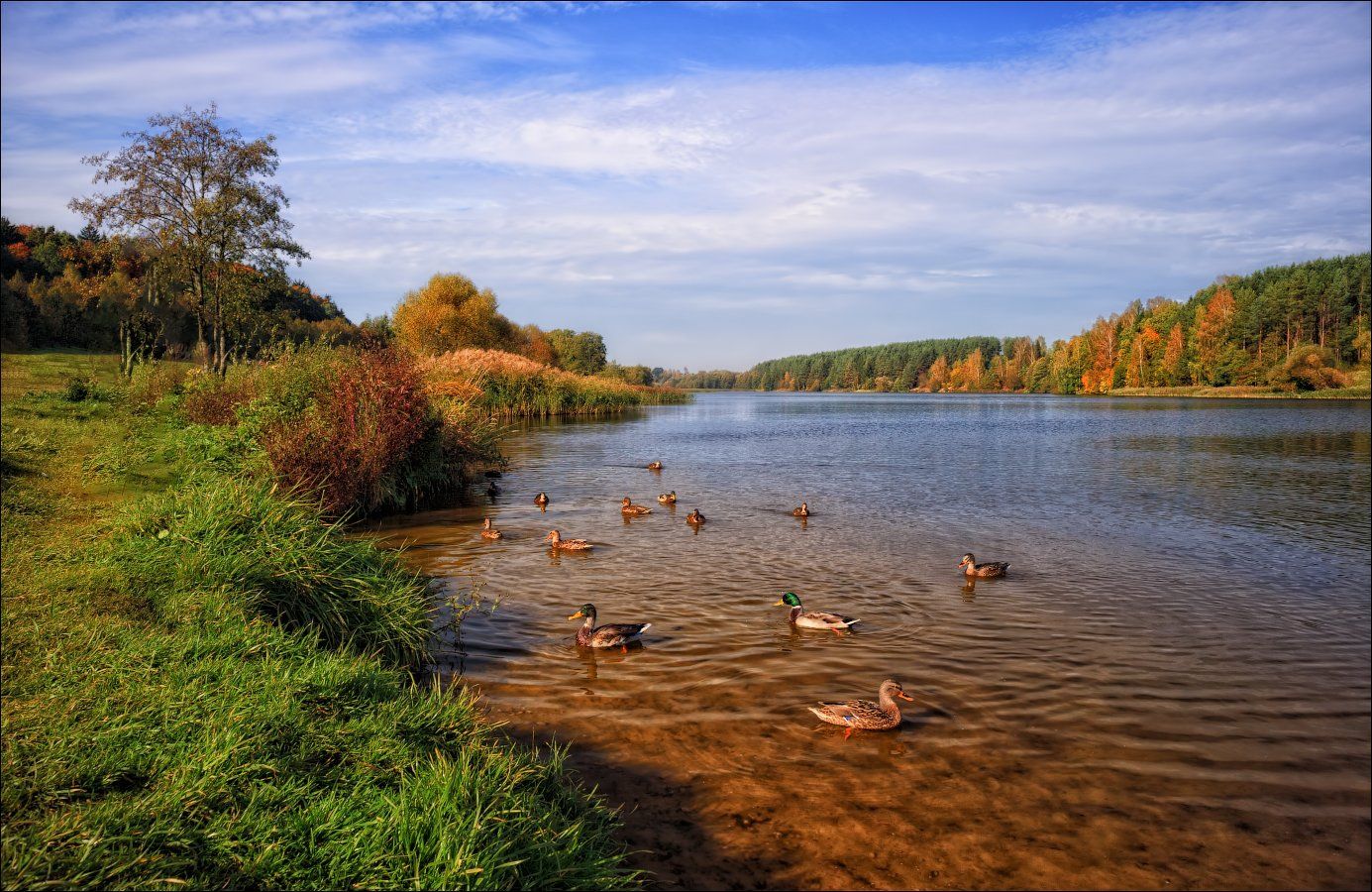 река, осень,утки,, Сергей Шабуневич