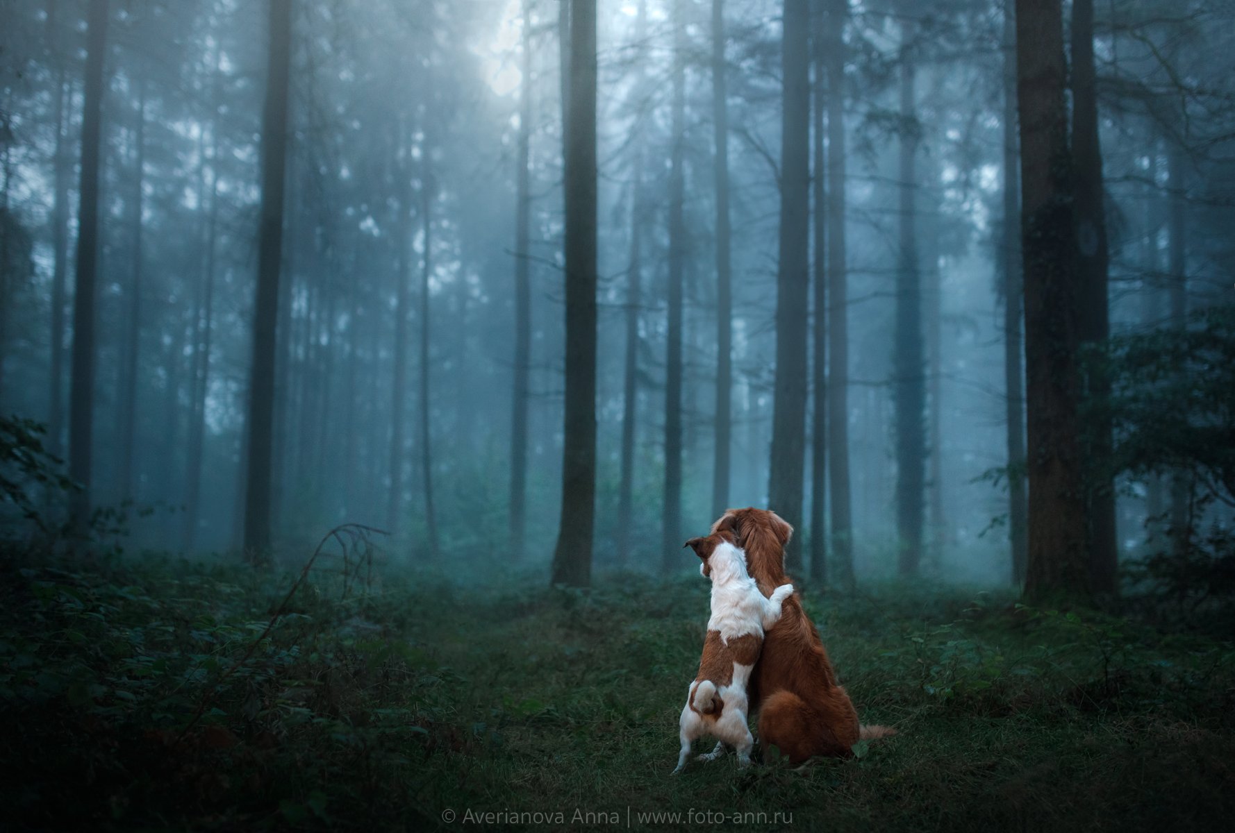 собака, туман, лес, Анна Аверьянова