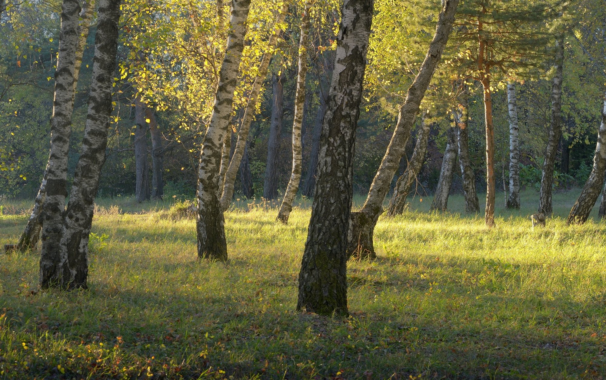 осень рассвет лес листва береза, Александр Жарников