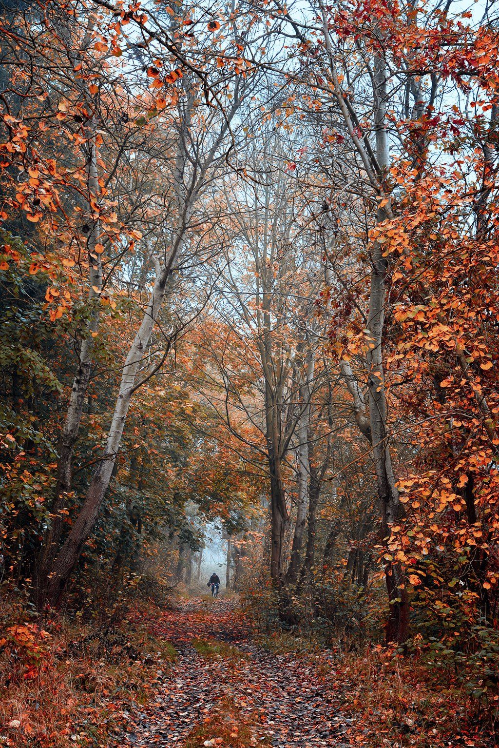 autumn rider trees fall path alley road mist magic jesien cyclist, Radoslaw Dranikowski