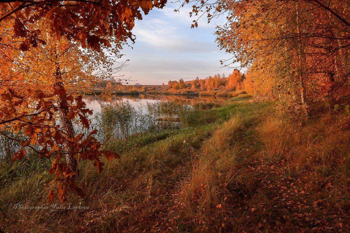 пейзаж,природа,осень,октябрь,россия,,березы,вечер,закат, Юлия Лаптева