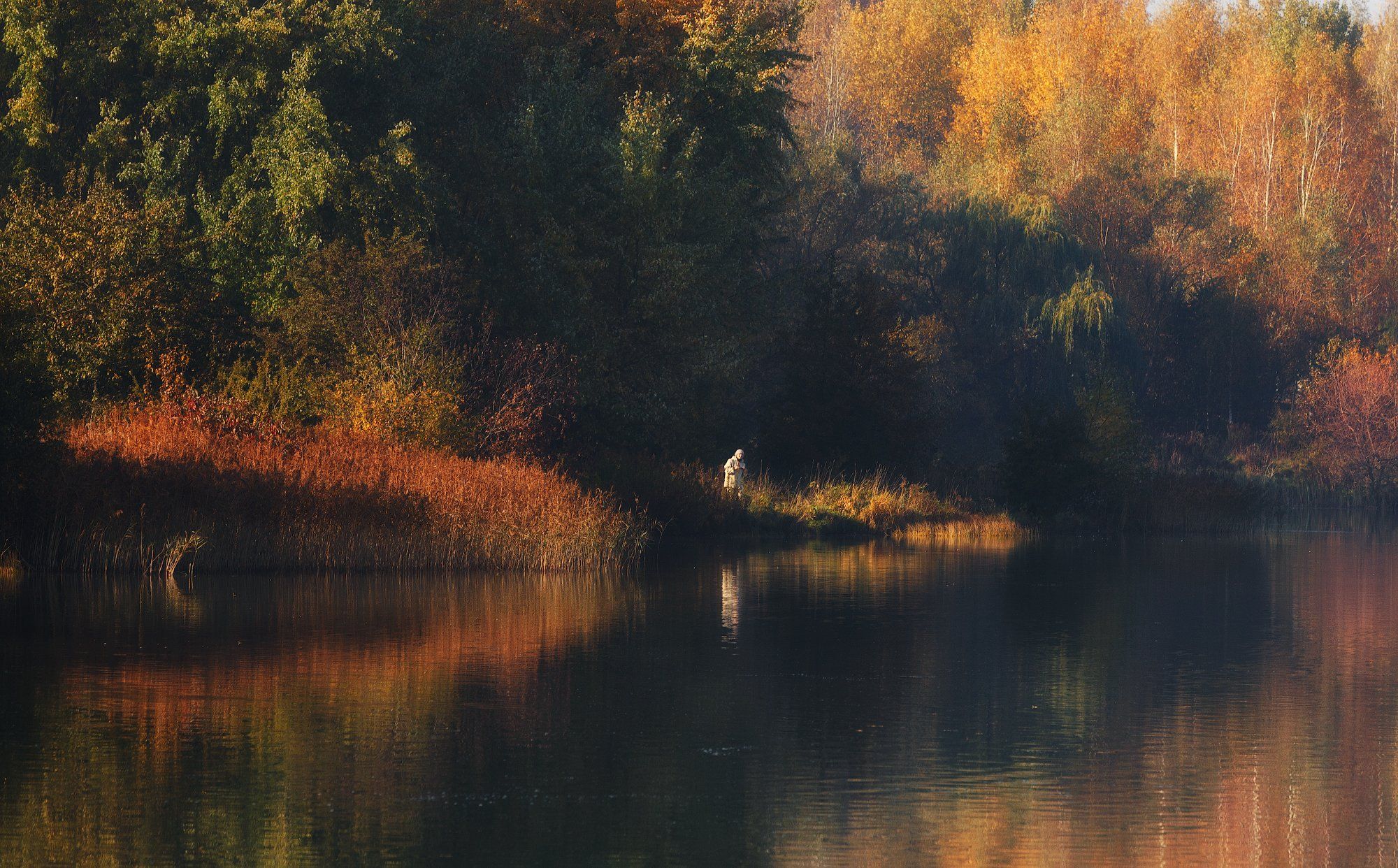 лес, солнечные лучи, туман, осень, золотая осень, отражение, старость, Алексей Черепанов