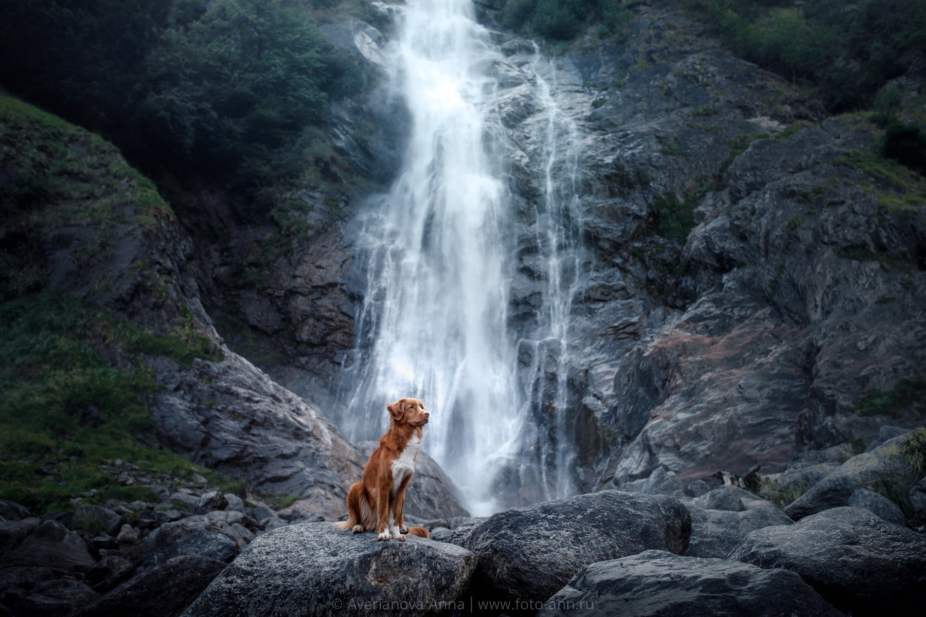 собака, водопад, природа, Анна Аверьянова