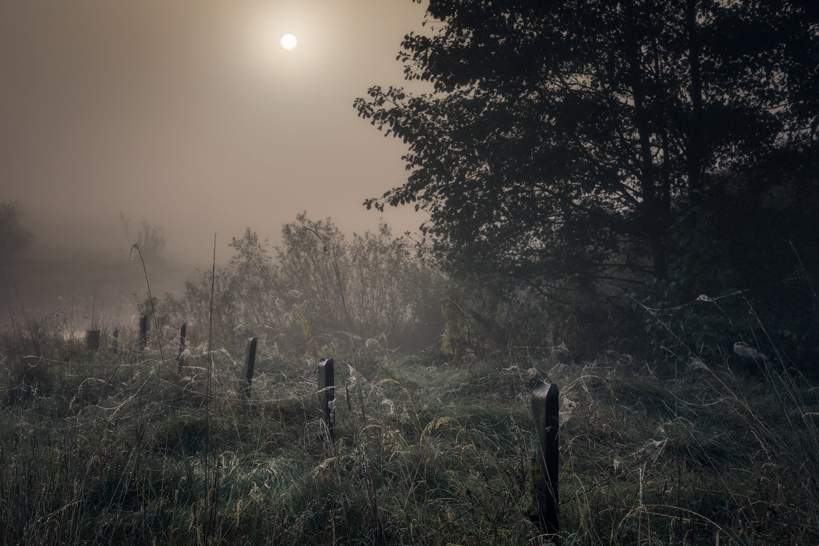 river fog sun mist dawn poland podlasie biebrza dark mood, Maciej Warchoł