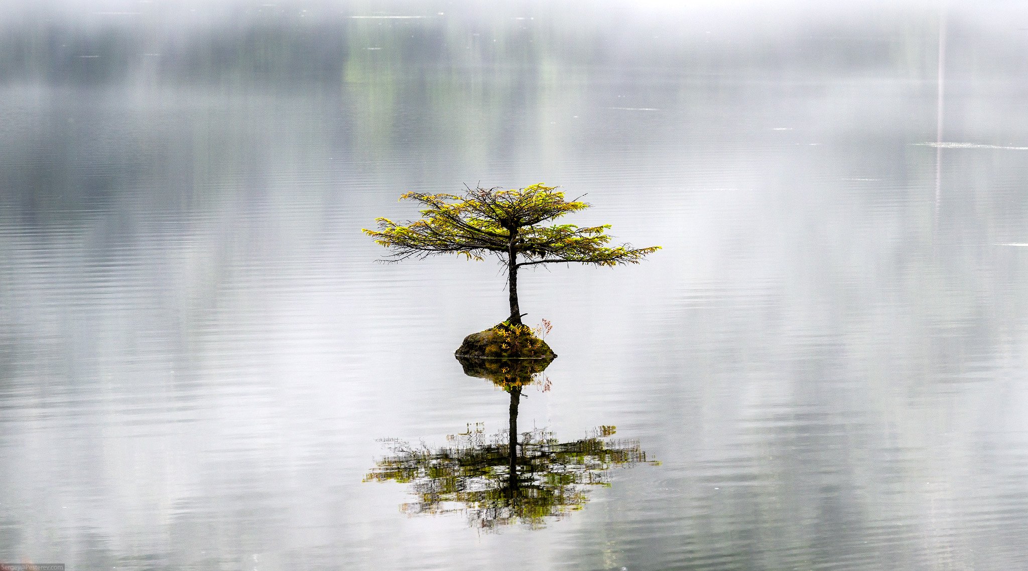 дерево, озеро, отражение, туман, Канада, Сергей Пестерев
