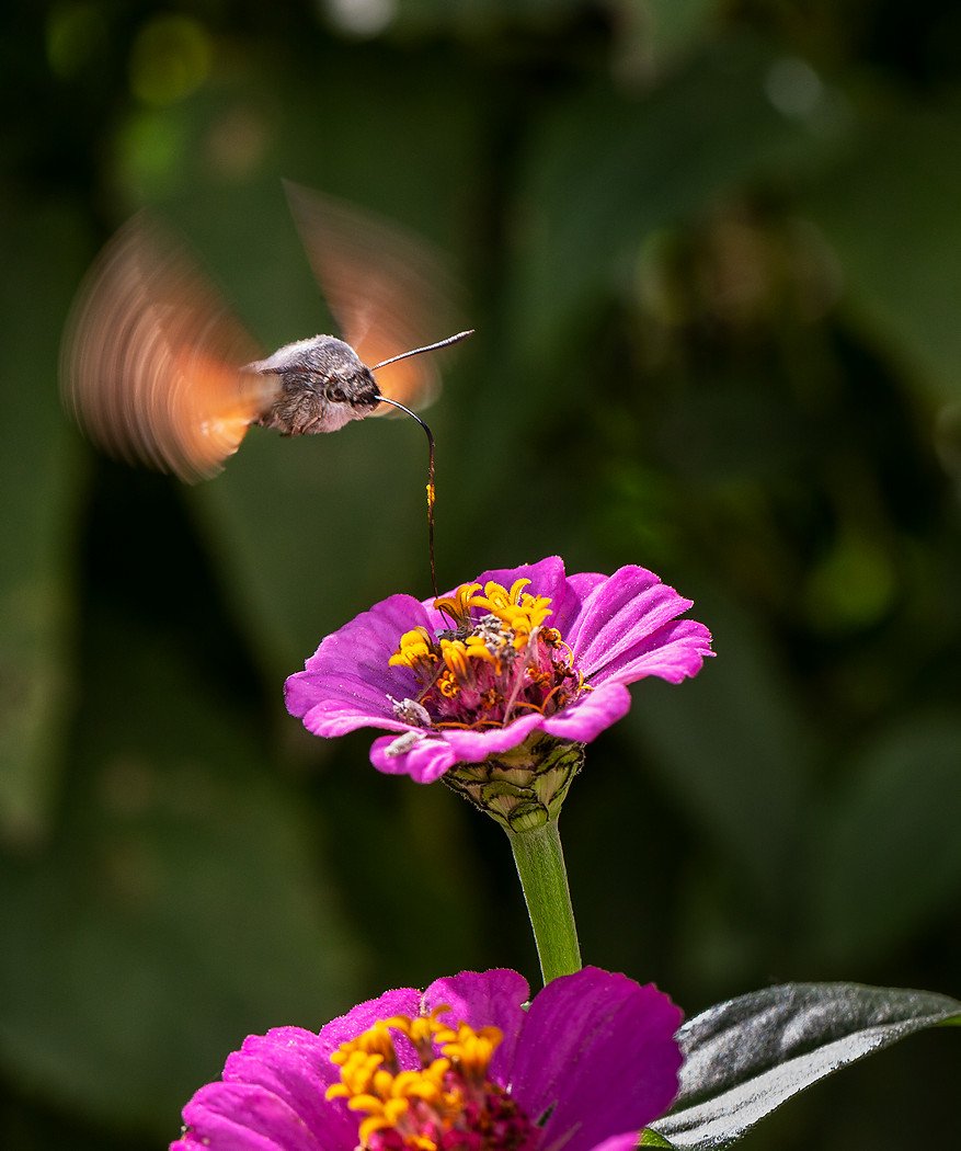 бабочка бражник языкан обыкновенный macroglossum stellatarum, Евгений Слободской