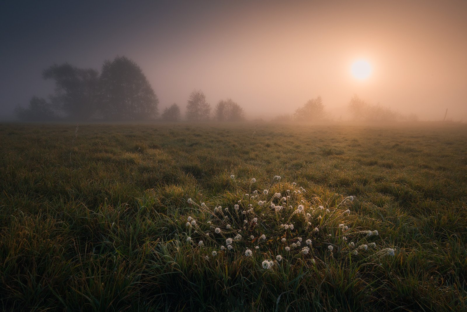 river fog sun mist dawn poland podlasie biebrza dark mood wildflowers, Maciej Warchoł