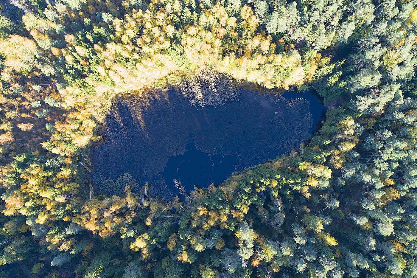 Лес, озеро, Московская область, Борис Резванцев