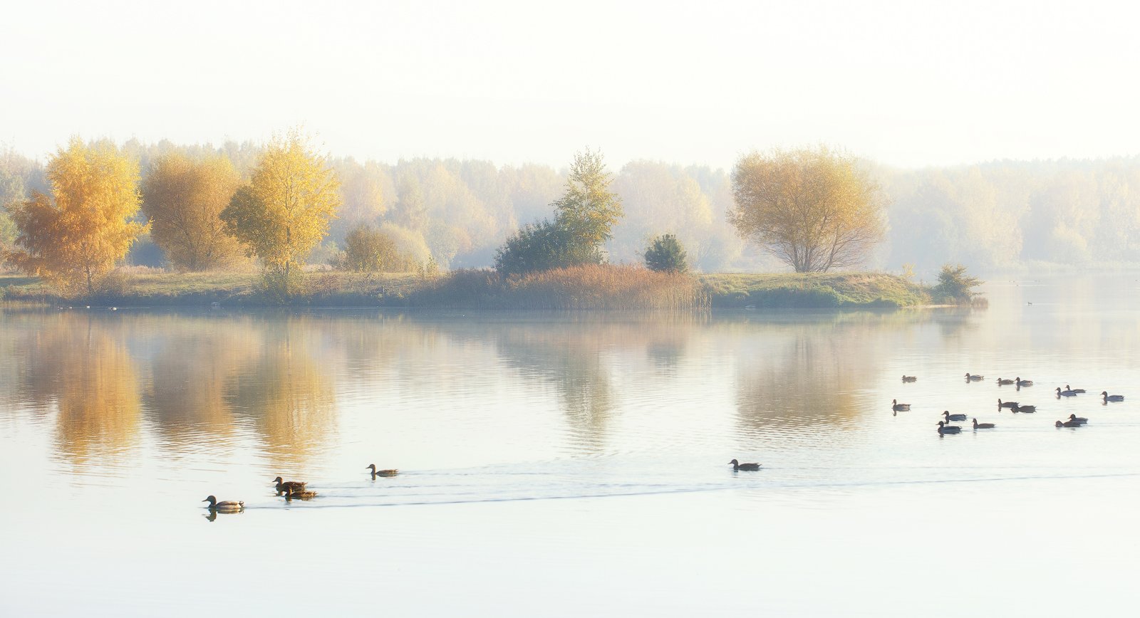 утро, туман, озеро, утки, солнечные лучи, осень, золотая осень, отражение, Алексей Черепанов