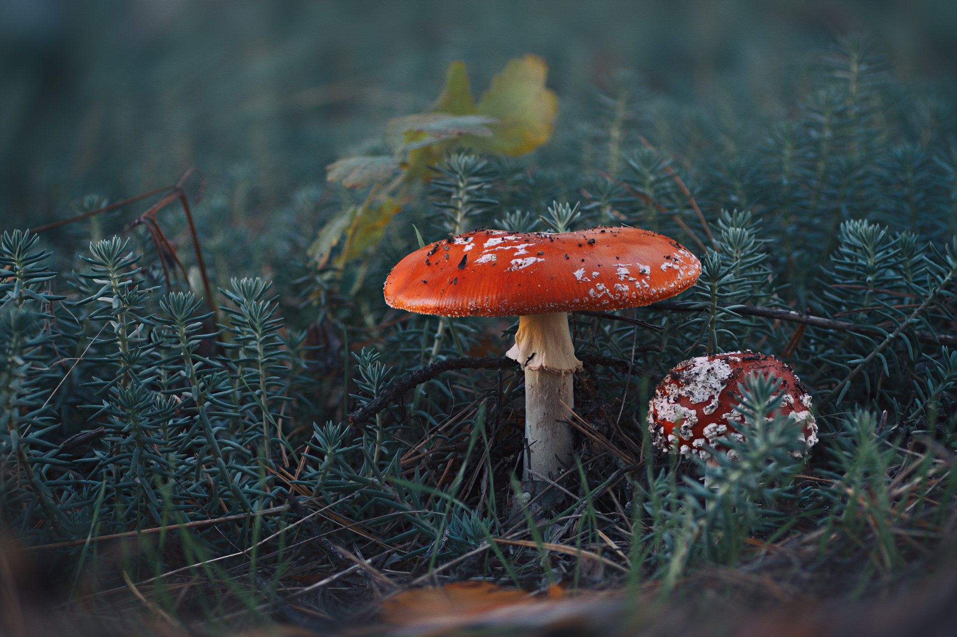 гриб,жук,вода,дождь,хвоя,красный,свет,лес, Юрий Котов