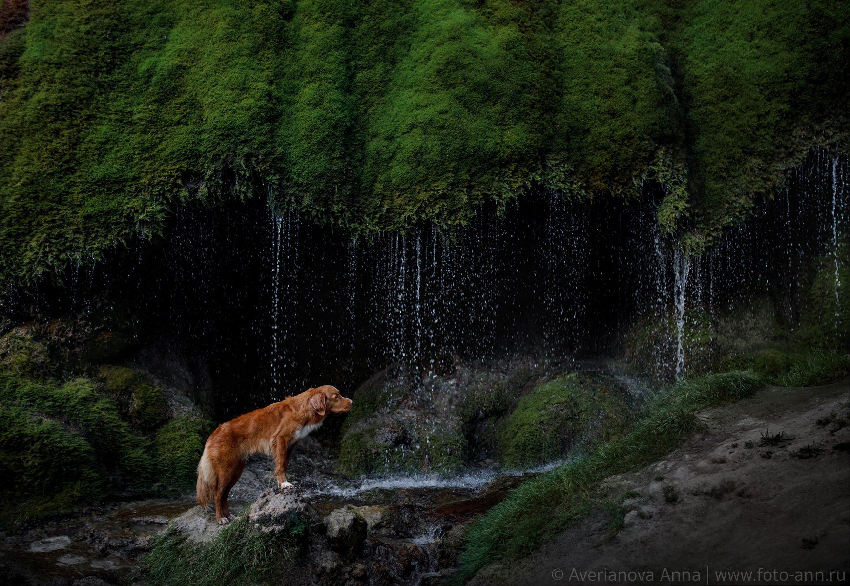 собака, природа, водопад, Анна Аверьянова