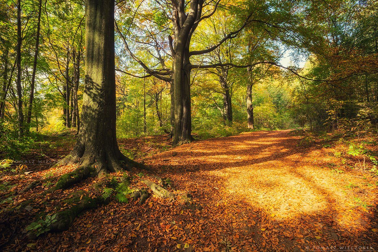 autumn, poland, silesia, forest, colours, brown, yellow, red, green, landscape, beautiful, awesome, amazing, explore, Tomasz Wieczorek