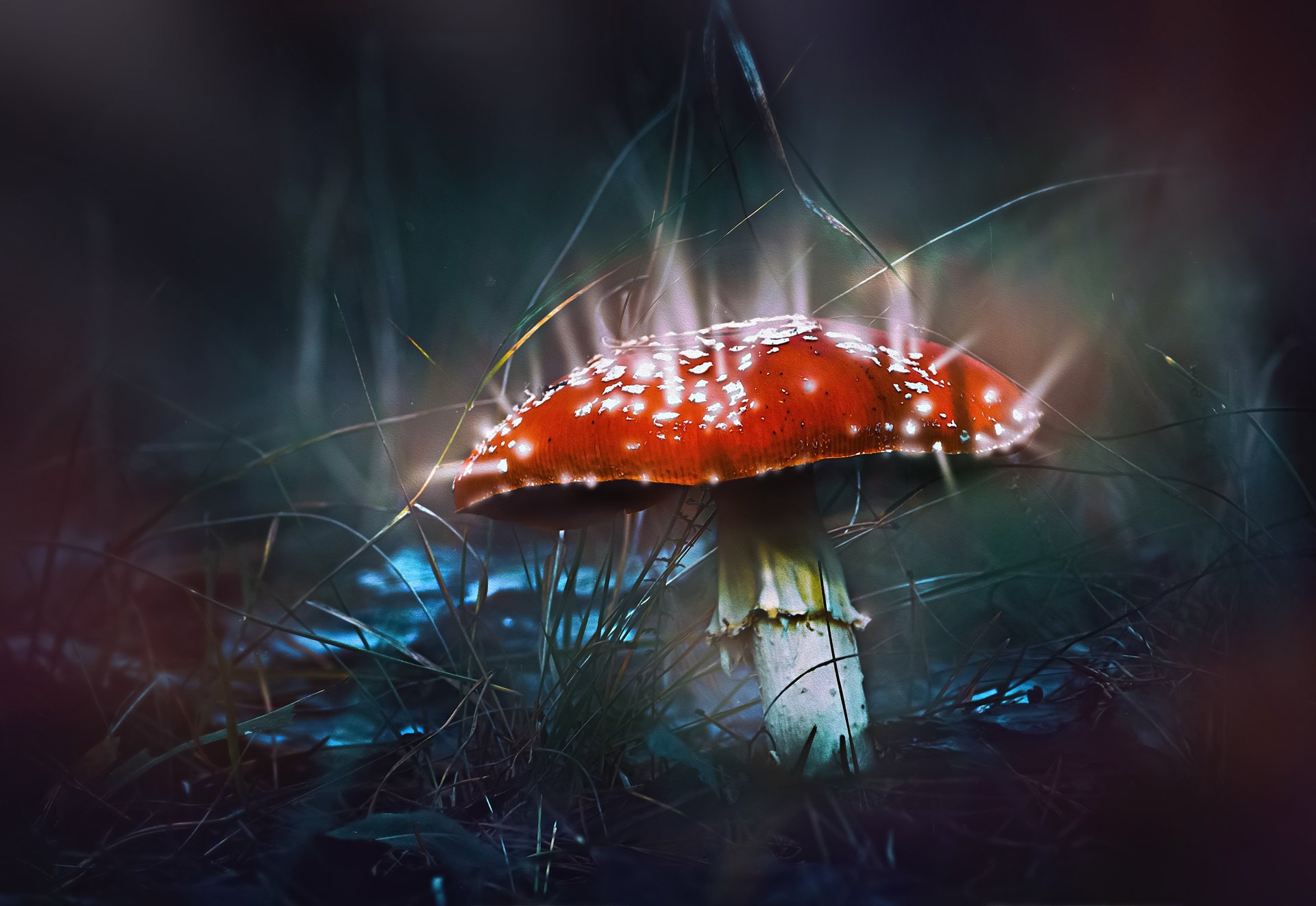 гриб,жук,вода,дождь,хвоя,красный,свет,лес, Юрий Котов