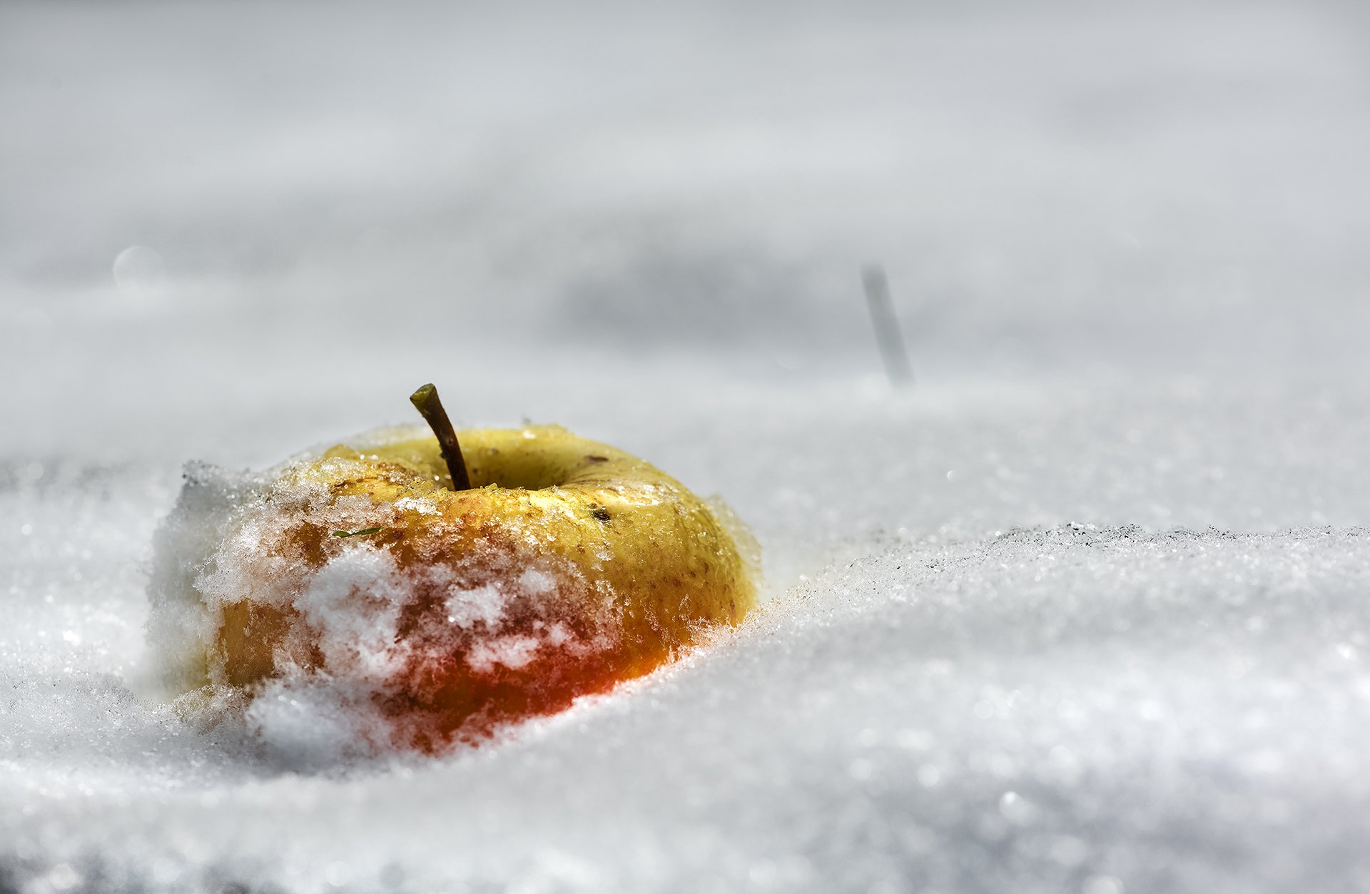 природа, макро, снег, яблоко, Неля Рачкова