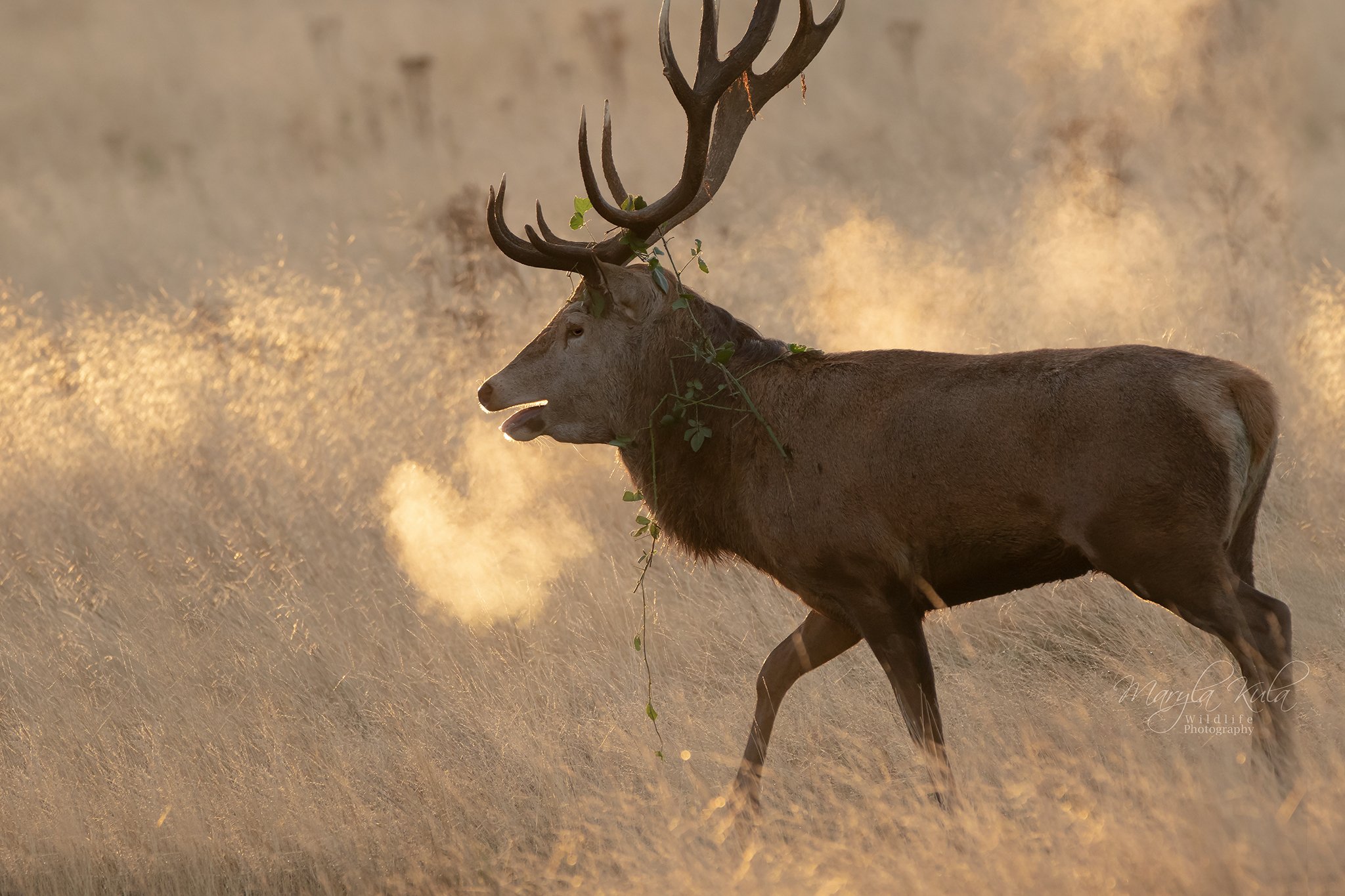 red deer, deer, nature, wildlife, woods, rutting, bellowing, early morning, mist, bracken,, MARIA KULA