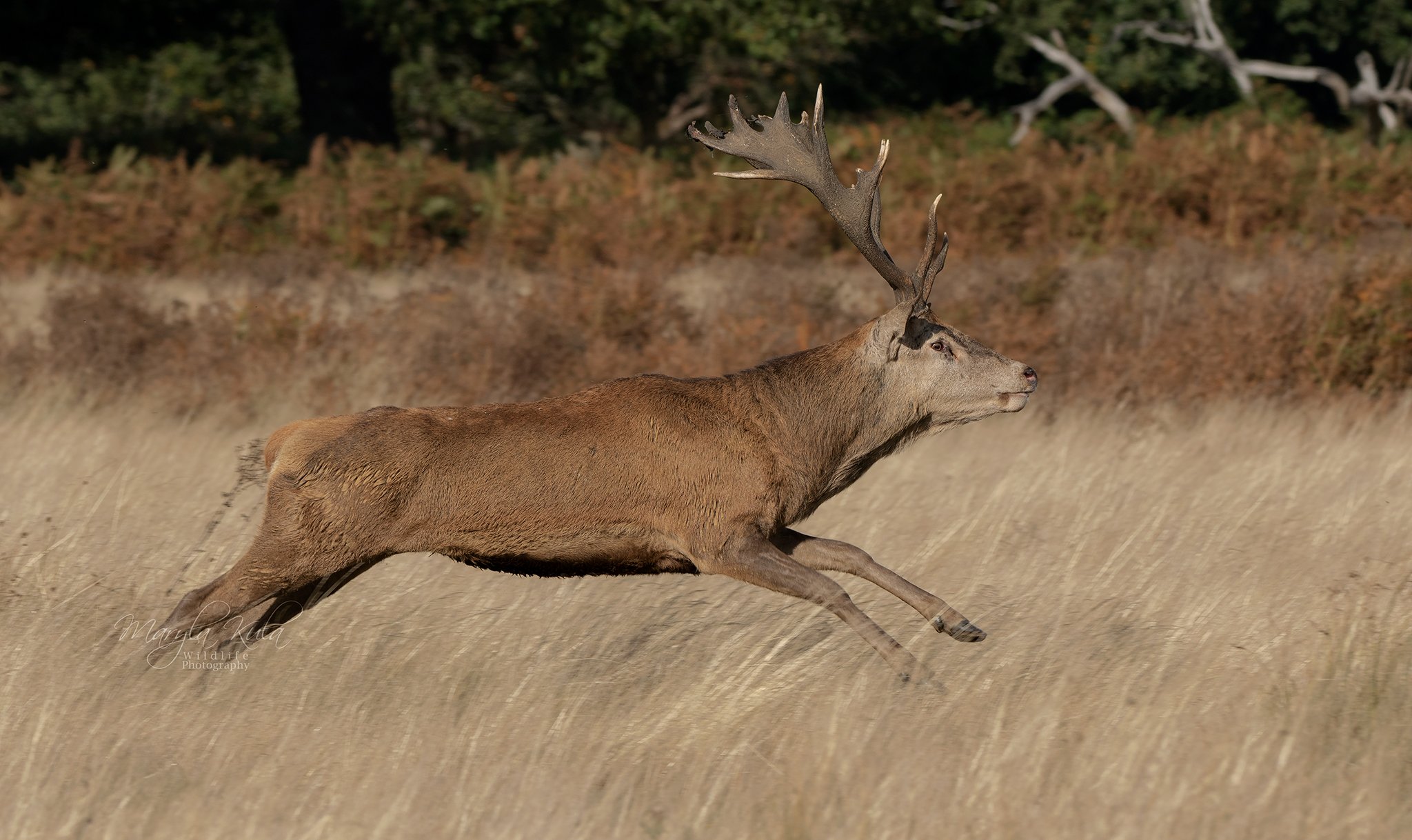 red deer, deer, nature, wildlife, woods, rutting, bellowing, action, speed, bracken,, MARIA KULA