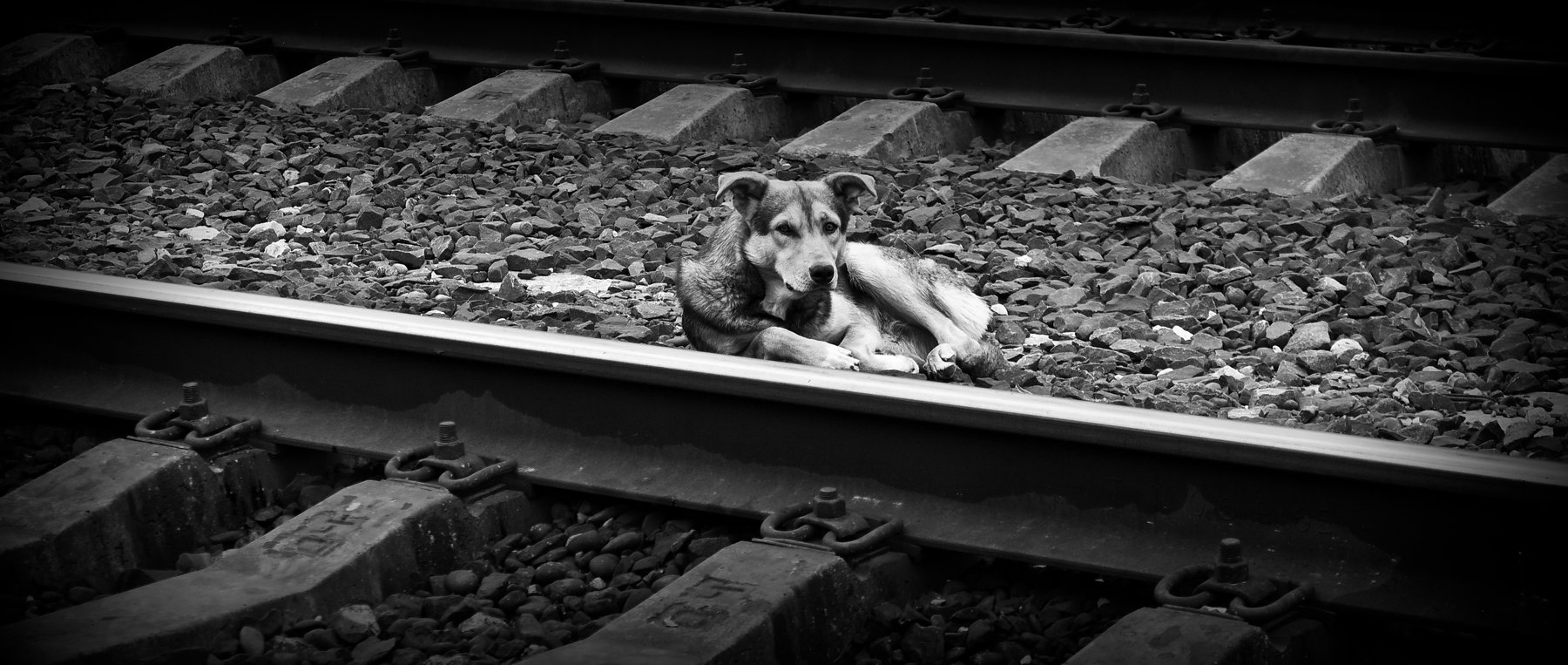 собака, пёс, животное, грусть, одиночка, собаки, Vladimir Kedrov