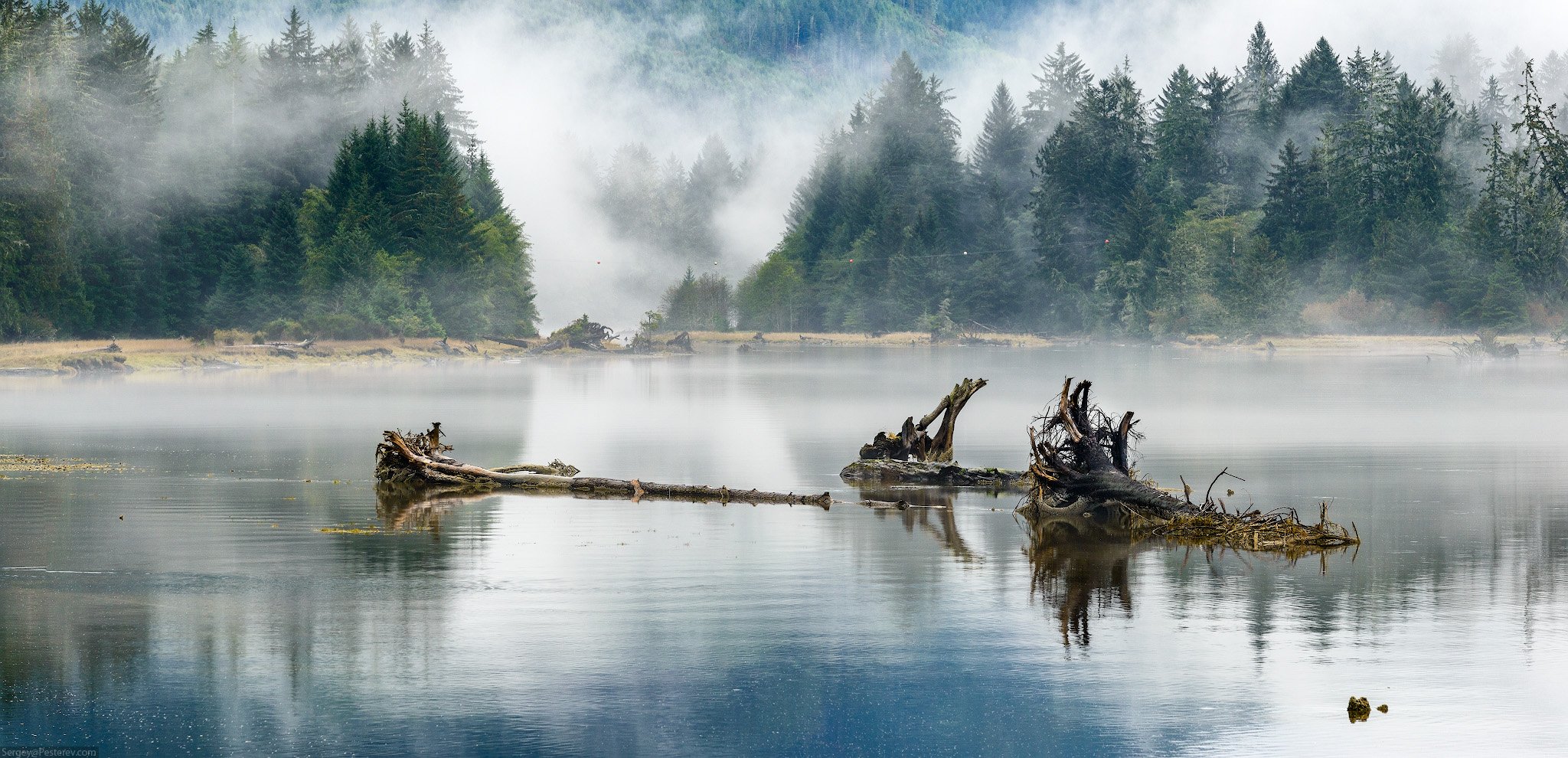 туман, озеро, дерево, лес, пейзаж, Канада, Сергей Пестерев