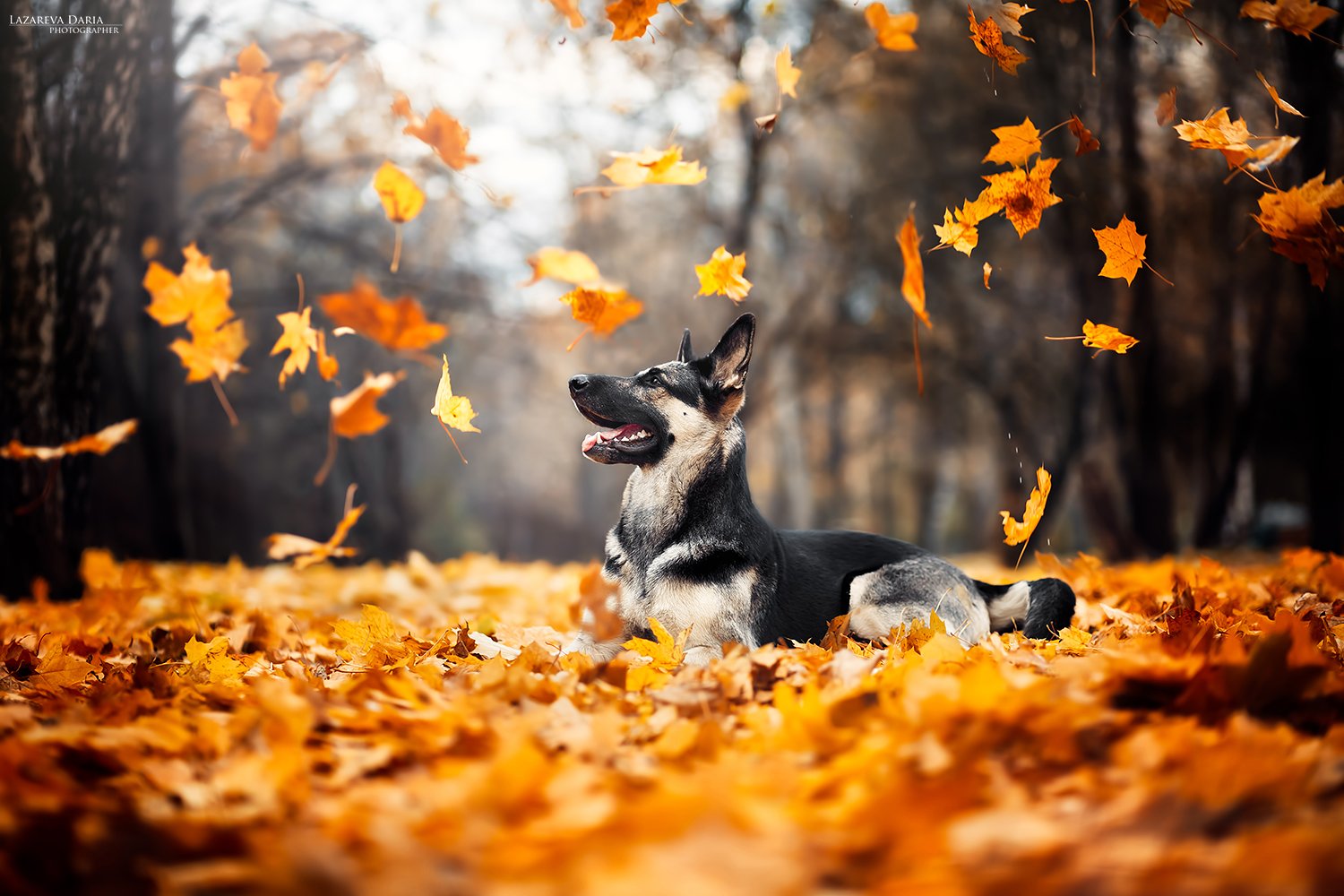 собака, природа, листопад, лес, осень, Дарья Лазарева