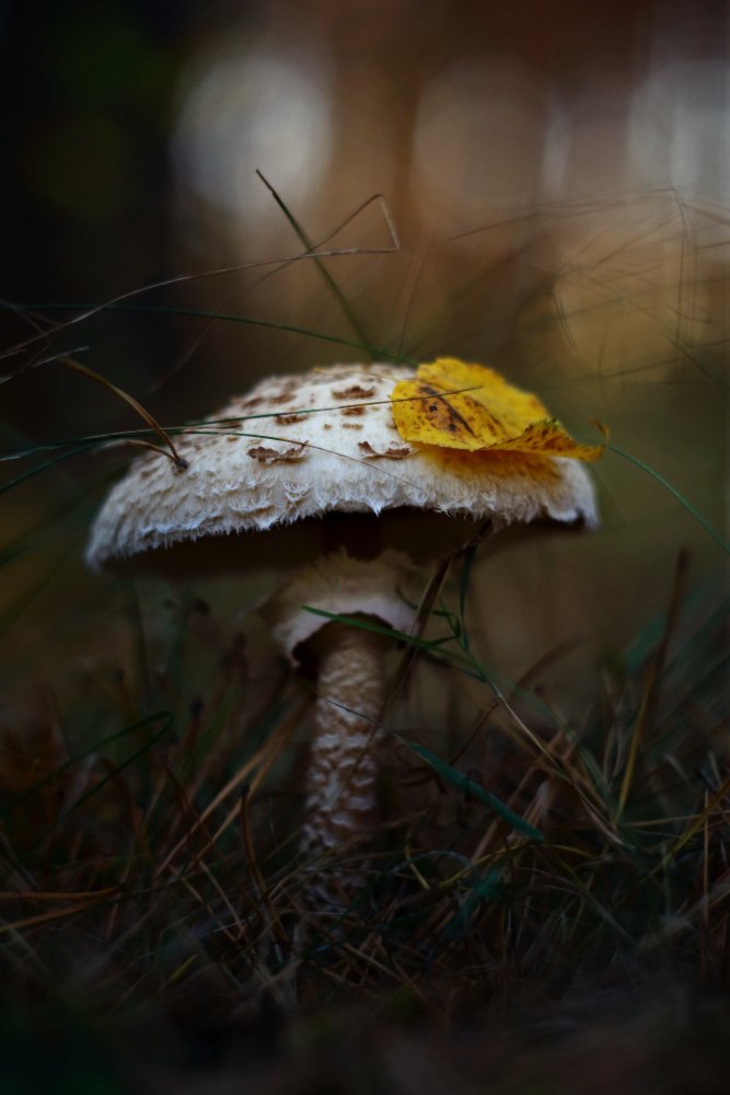 гриб зонтик осень утро лес, Петриченко Валерий