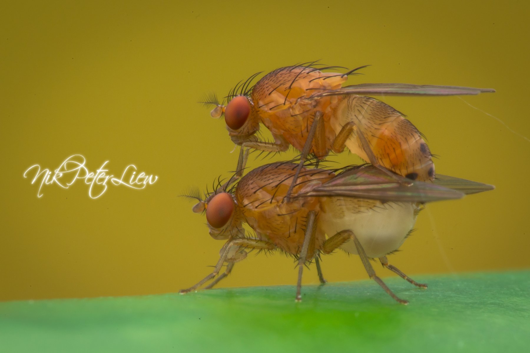 #Macro #Fruits Fly #NPL Diffuser #Nature, Nik Peter Liew