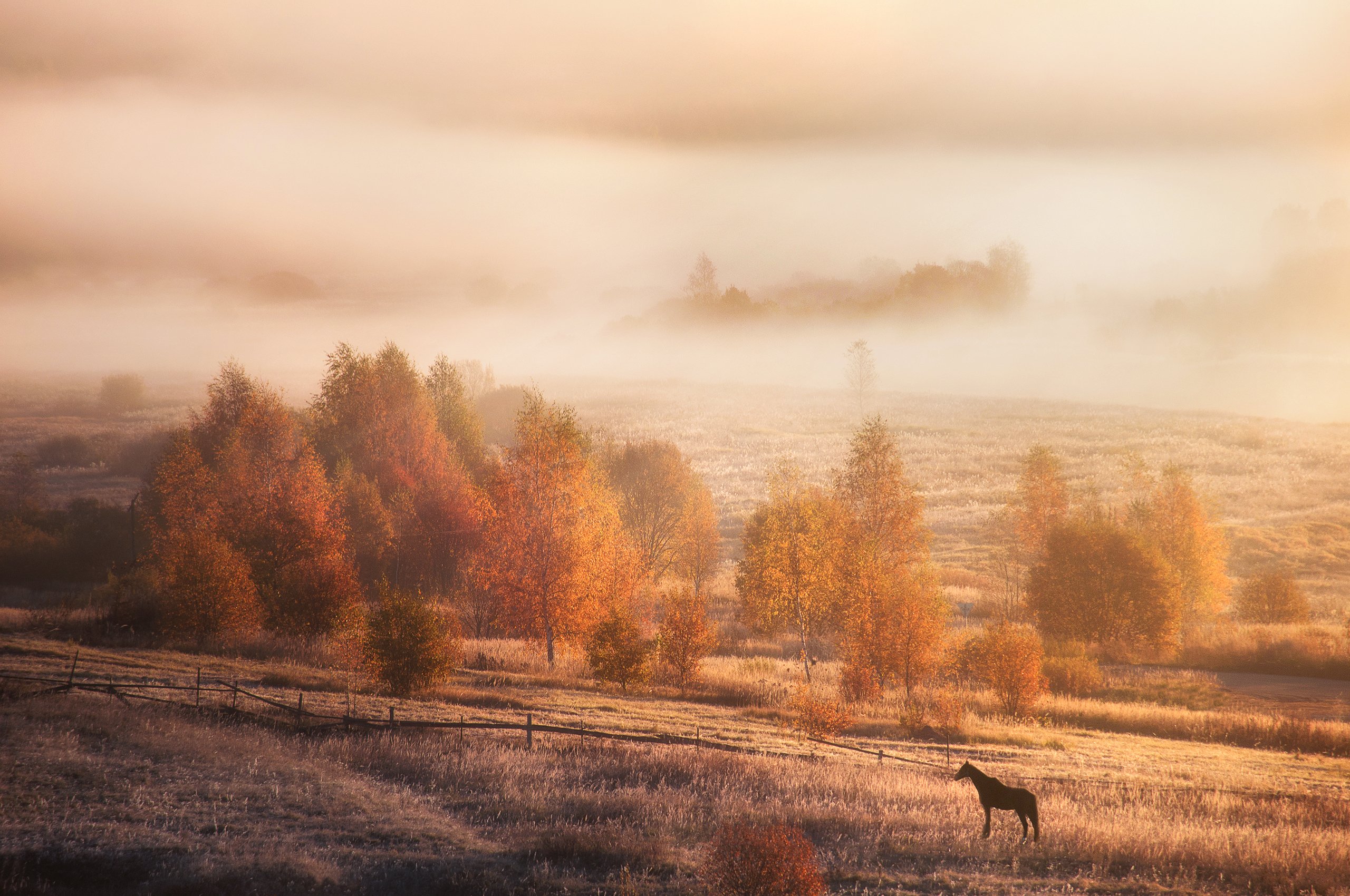 осень, природа, пейзаж, солнце, туман, лошадь, рассвет, утро, autumn, nature, landscape, sun, fog, horse, dawn, morning, Алексей Сергованцев
