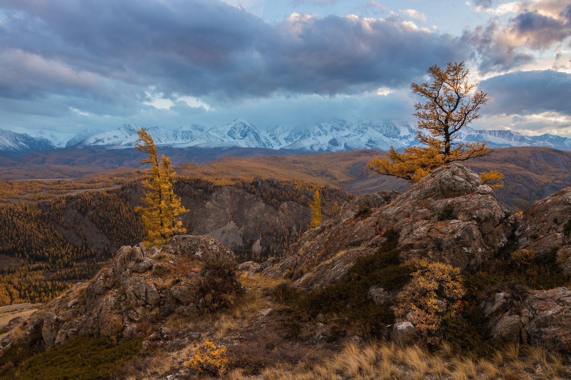 алтай, курай, северо-чуйский хребет, горы, закат, осень, дерево, Марина Маликова