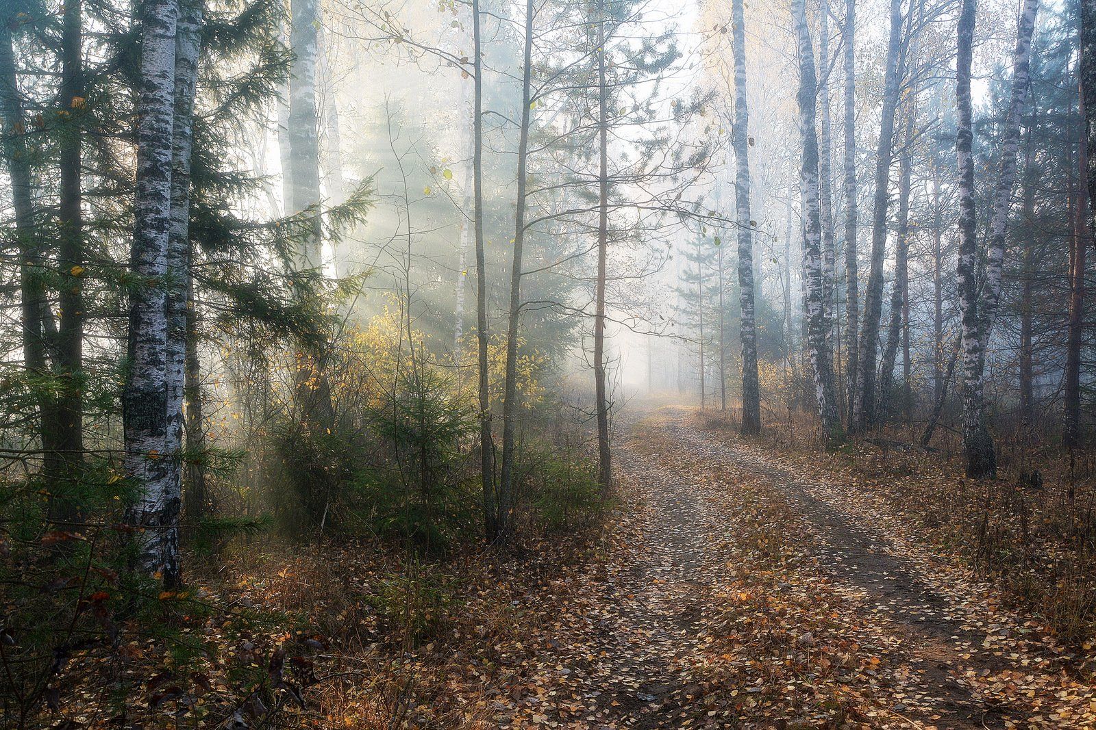 Осенний туман. Утренний осенний лес. Пасмурное утро в лесу. Утро в лесу осень. Утро в осеннем лесу.